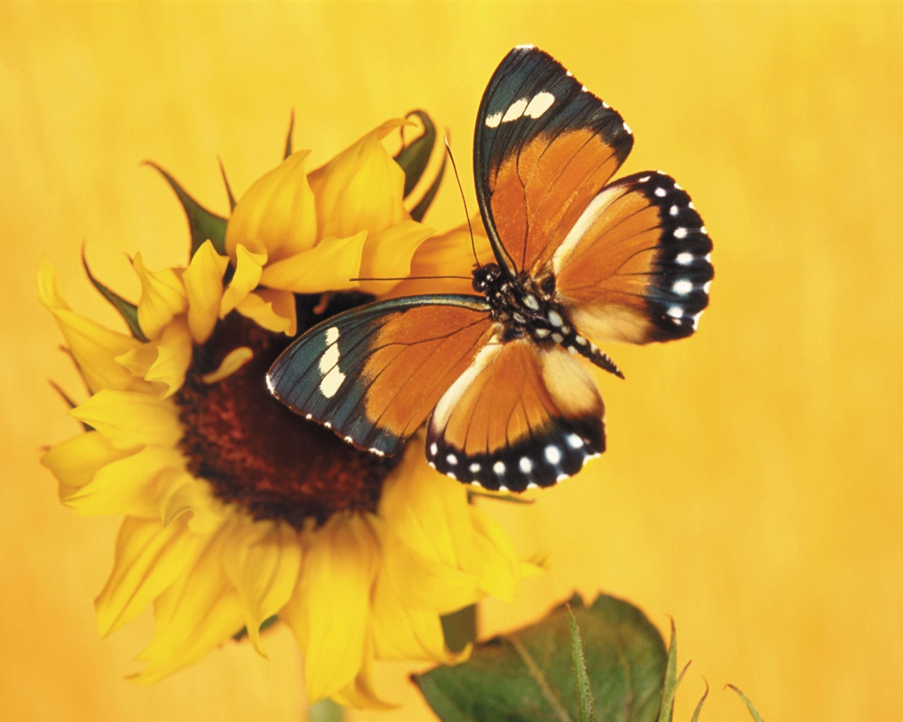 Las mariposas y las flores fondos de escritorio de disco (1) #16 - 1280x1024