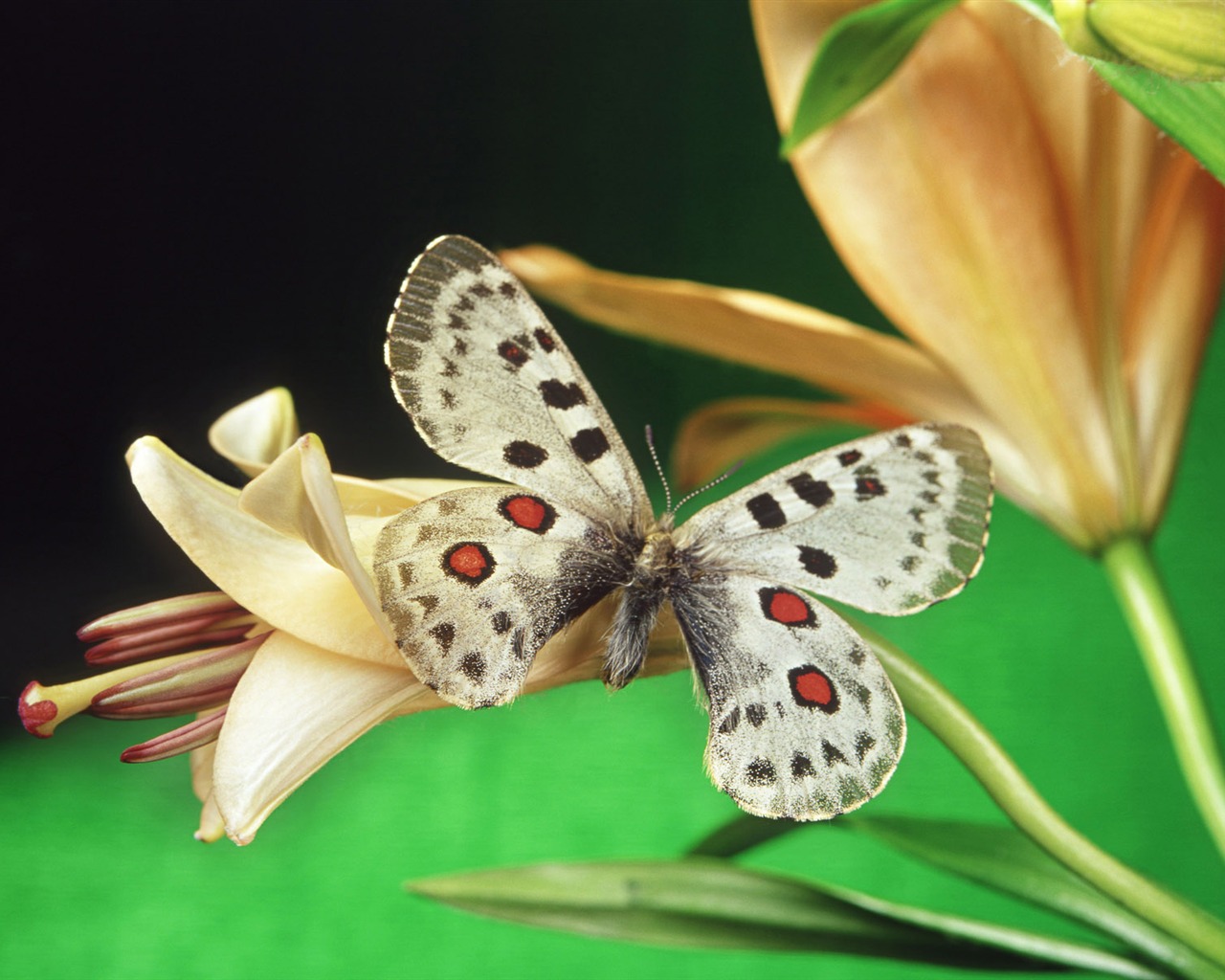 Papillons et fleurs album papier peint (1) #17 - 1280x1024