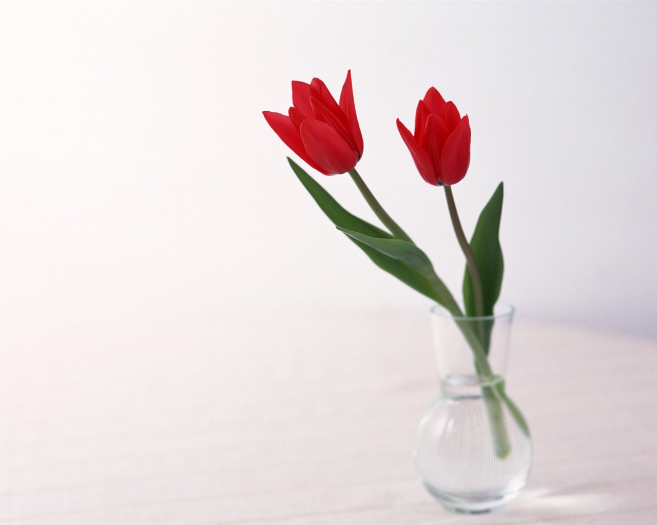 室中花寫真壁紙 #30 - 1280x1024