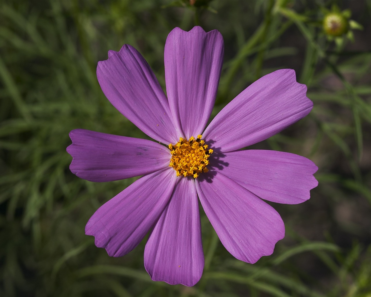 超大鲜花特写 壁纸(一)7 - 1280x1024