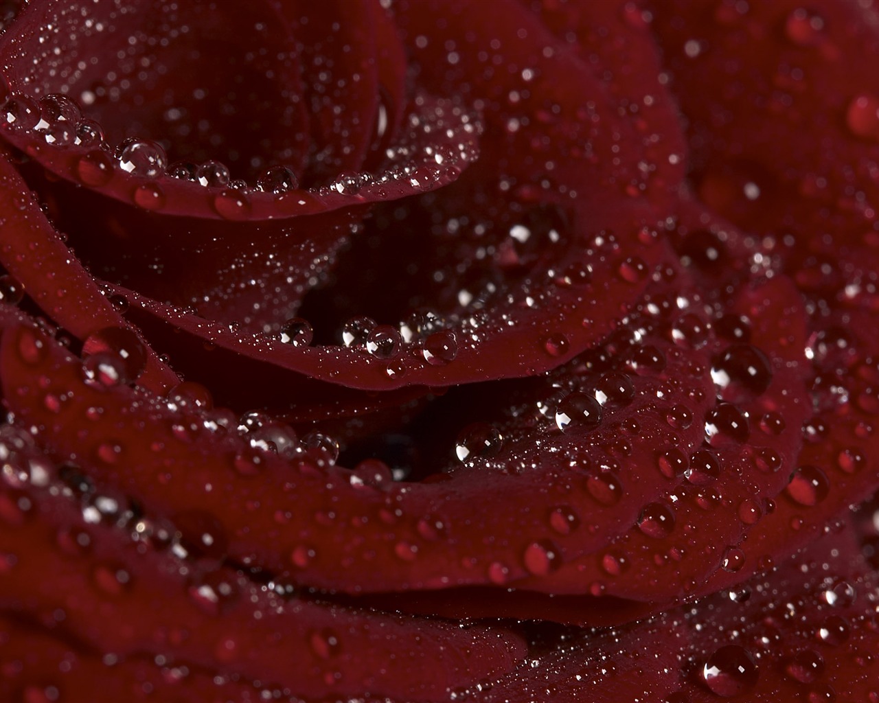 Velký květinový prvek Wallpaper (1) #19 - 1280x1024