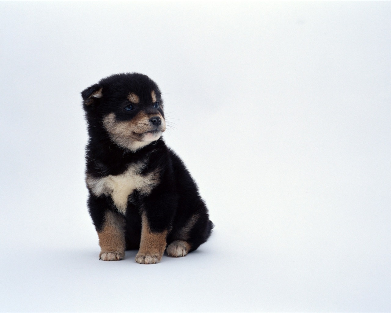 1600 dog photo wallpaper (11) #5 - 1280x1024