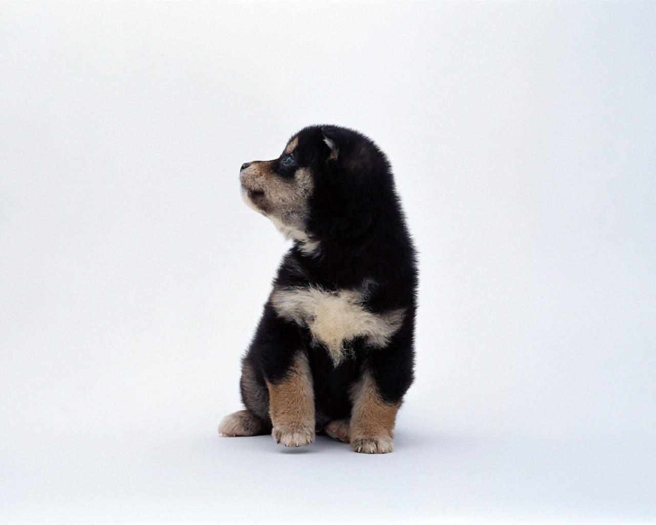 1600 dog photo wallpaper (11) #6 - 1280x1024