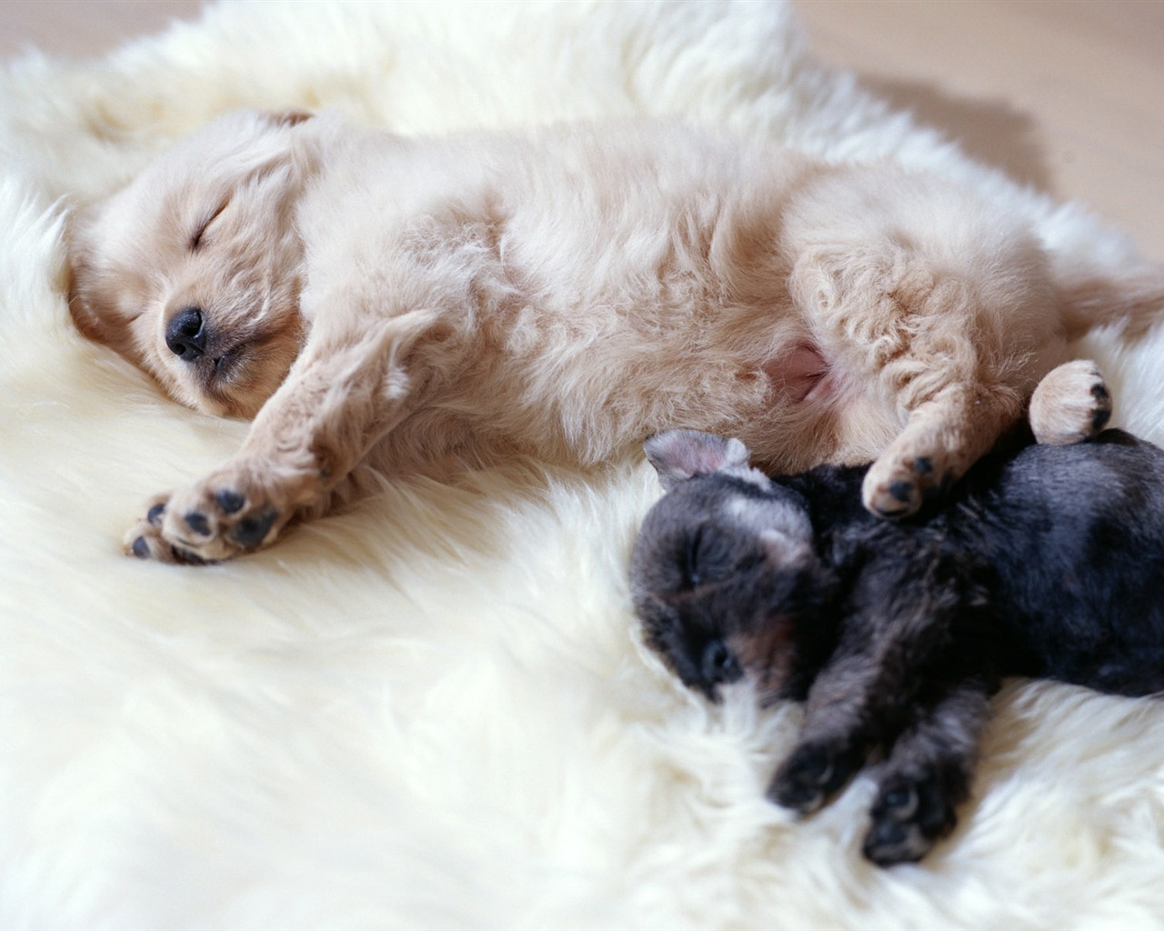 1600 dog photo wallpaper (11) #12 - 1280x1024