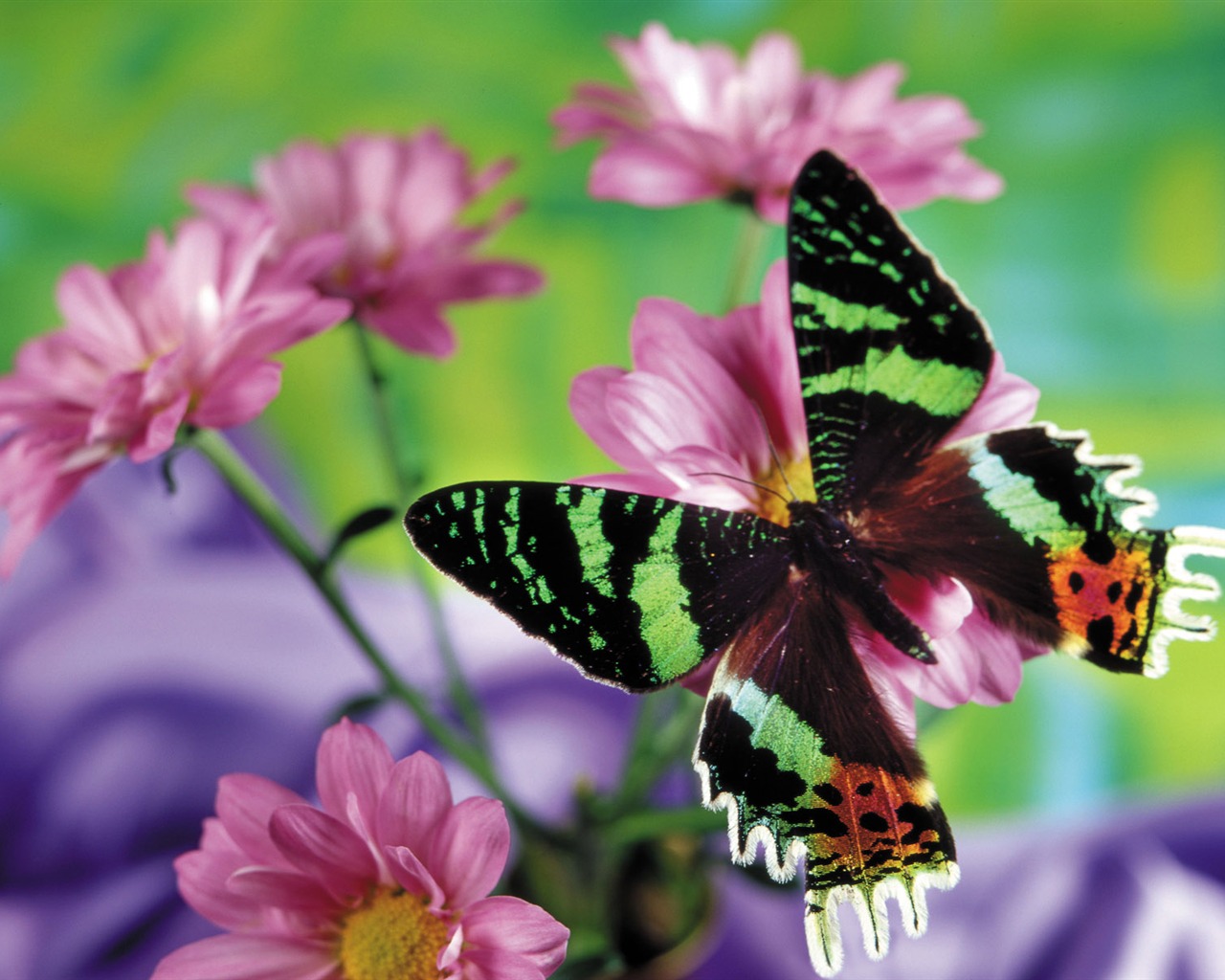 motýli a květiny tapety album (2) #2 - 1280x1024