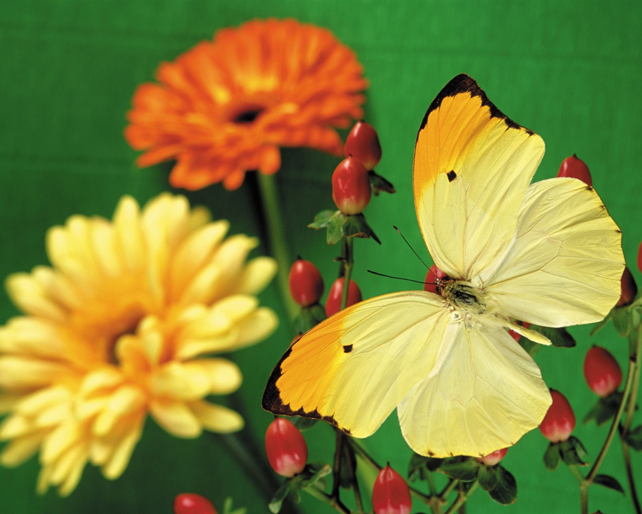 motýli a květiny tapety album (2) #5 - 1280x1024