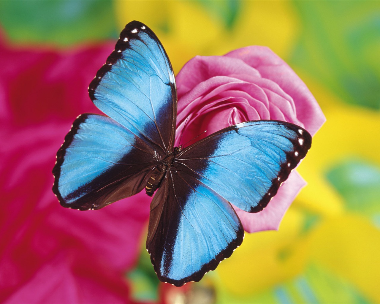 Papillons et fleurs album papier peint (2) #8 - 1280x1024