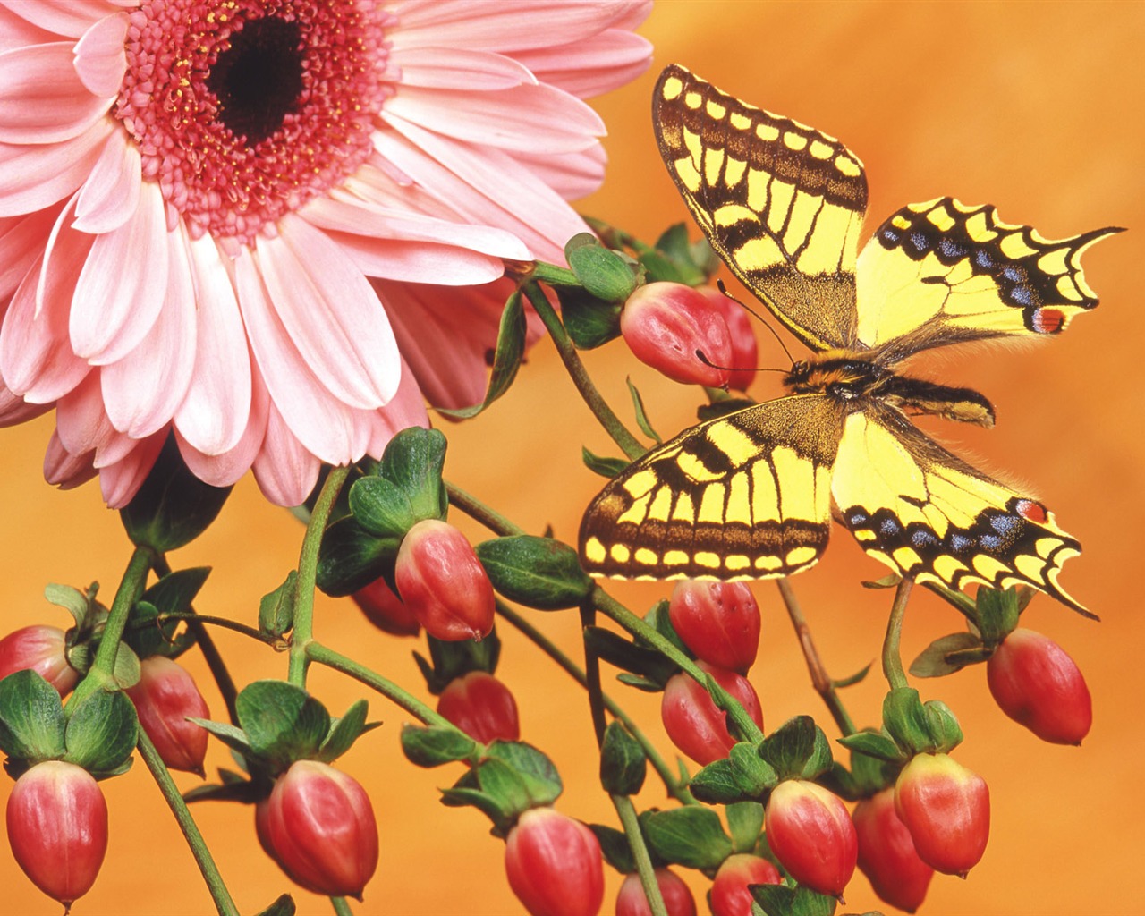 motýli a květiny tapety album (2) #11 - 1280x1024