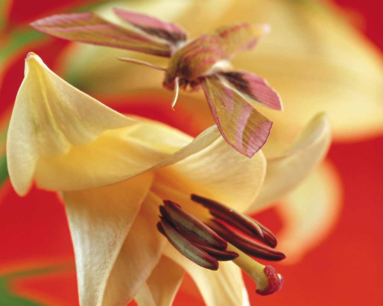 Butterflies and flowers wallpaper album (2) #12 - 1280x1024
