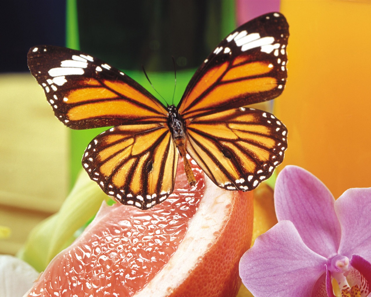 Butterflies and flowers wallpaper album (2) #14 - 1280x1024