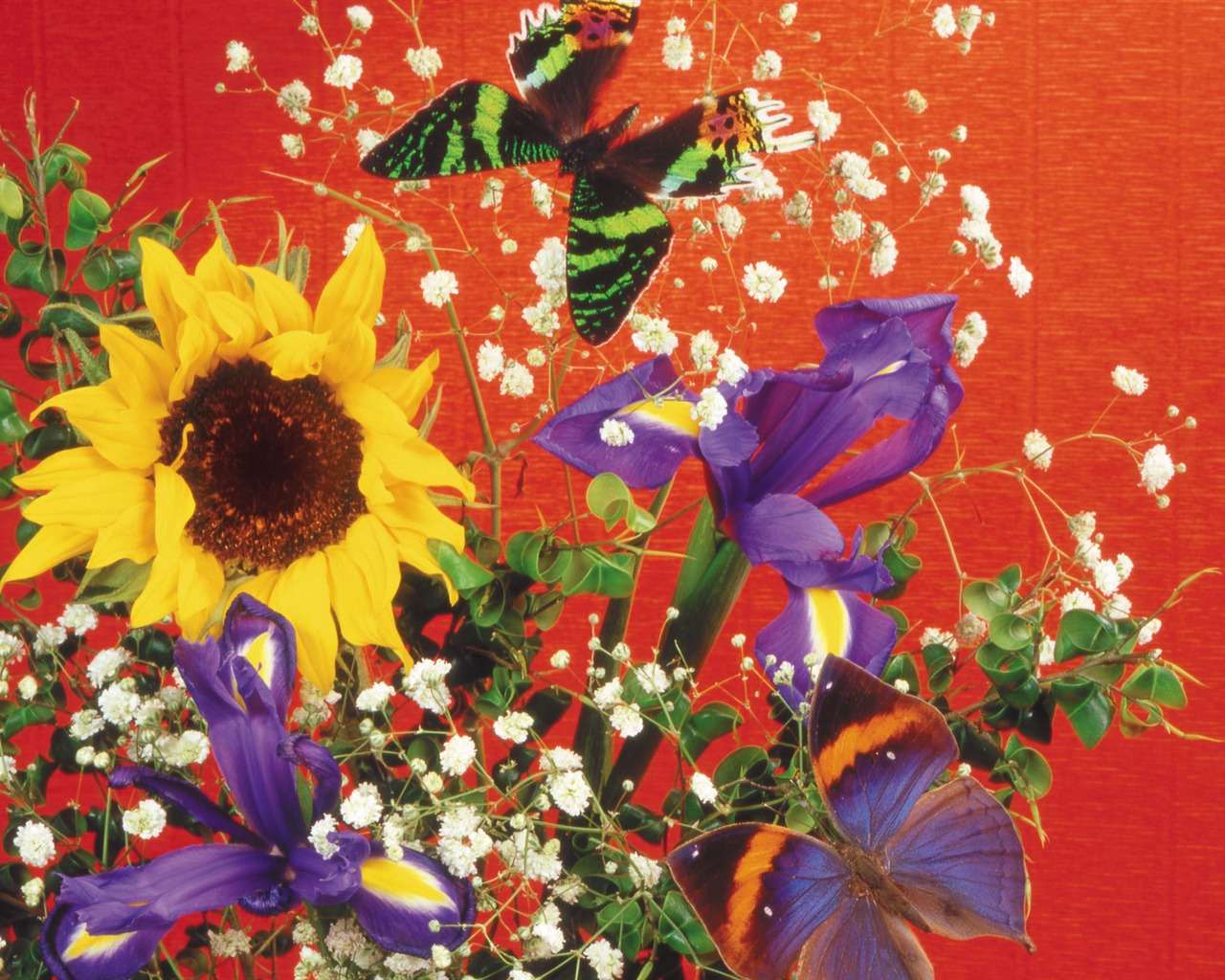 motýli a květiny tapety album (2) #17 - 1280x1024