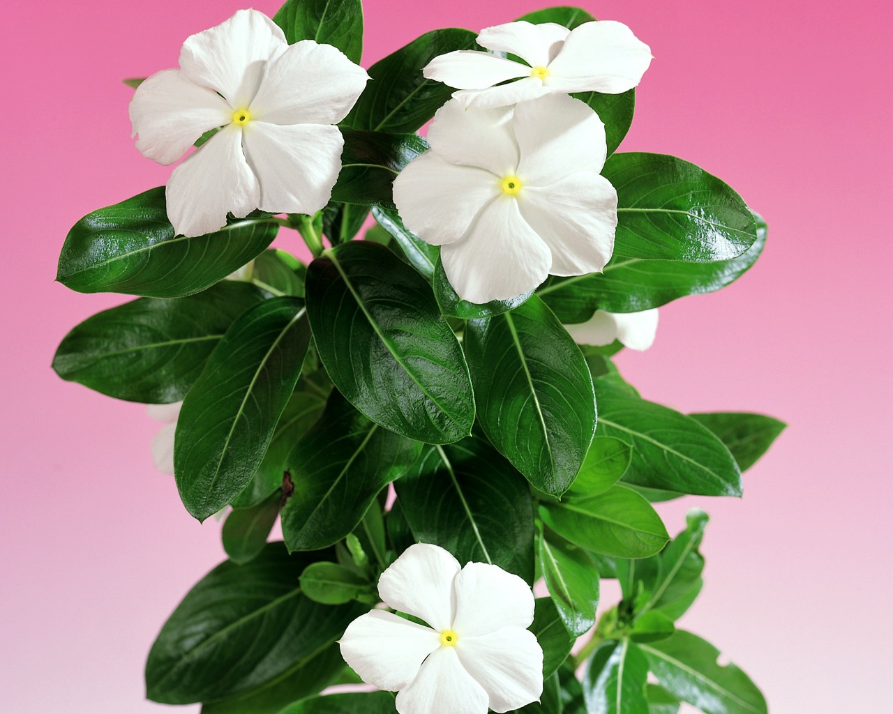 Floral Art Wallpaper #9 - 1280x1024
