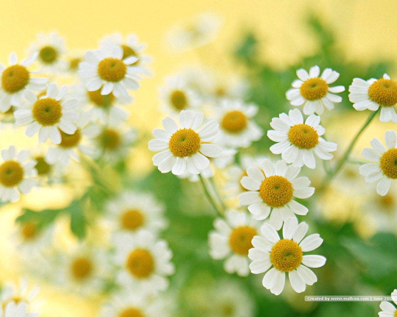 Floral Art Wallpaper #14 - 1280x1024
