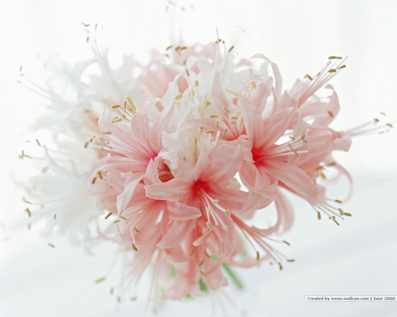 Floral Art Wallpaper #15 - 1280x1024
