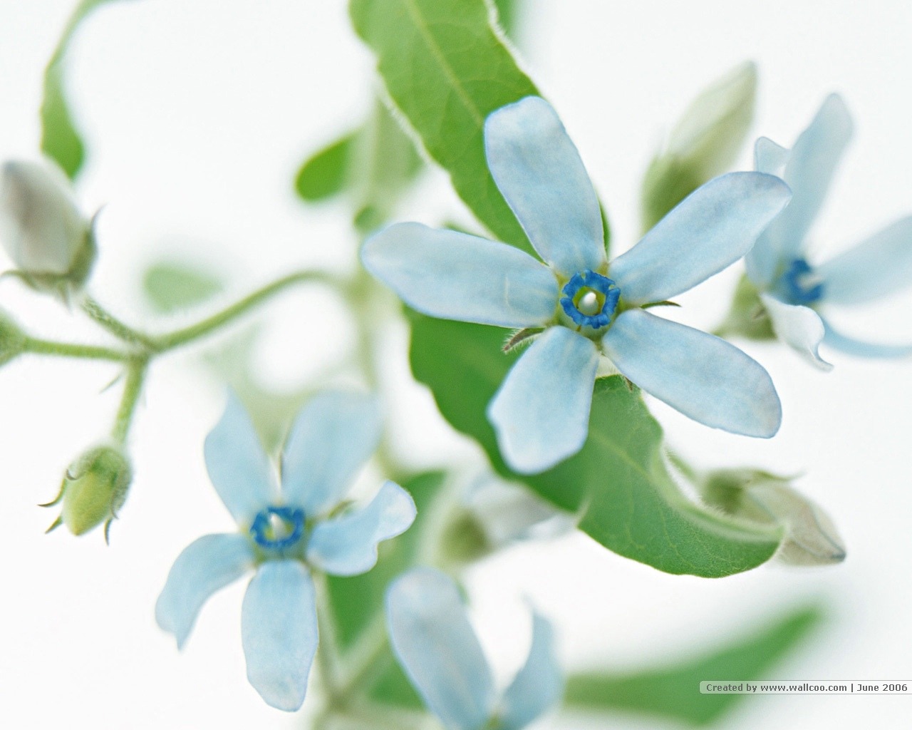 Floral Art Wallpaper #17 - 1280x1024