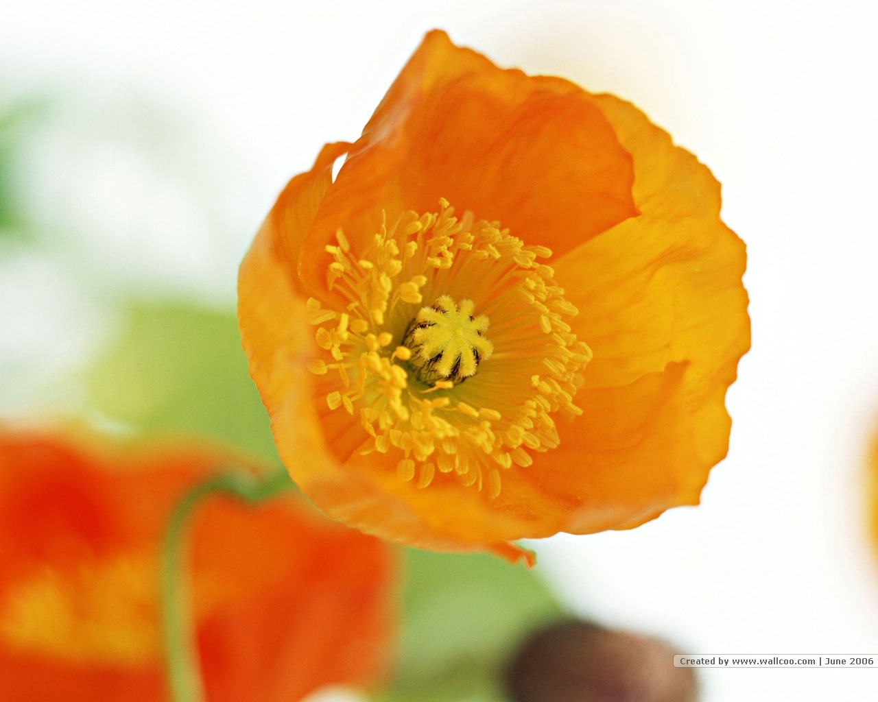 Floral Art Wallpaper #19 - 1280x1024