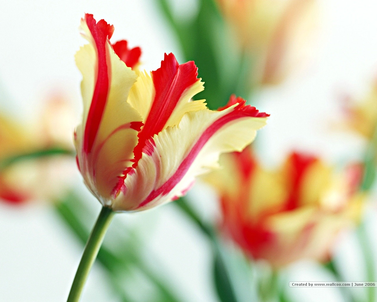 Floral Art Wallpaper #20 - 1280x1024
