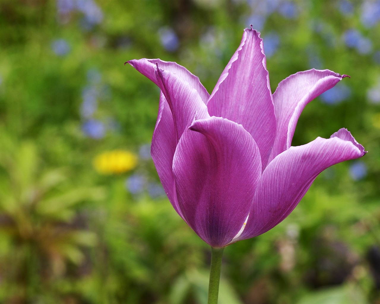 超大鲜花特写 壁纸(二)3 - 1280x1024