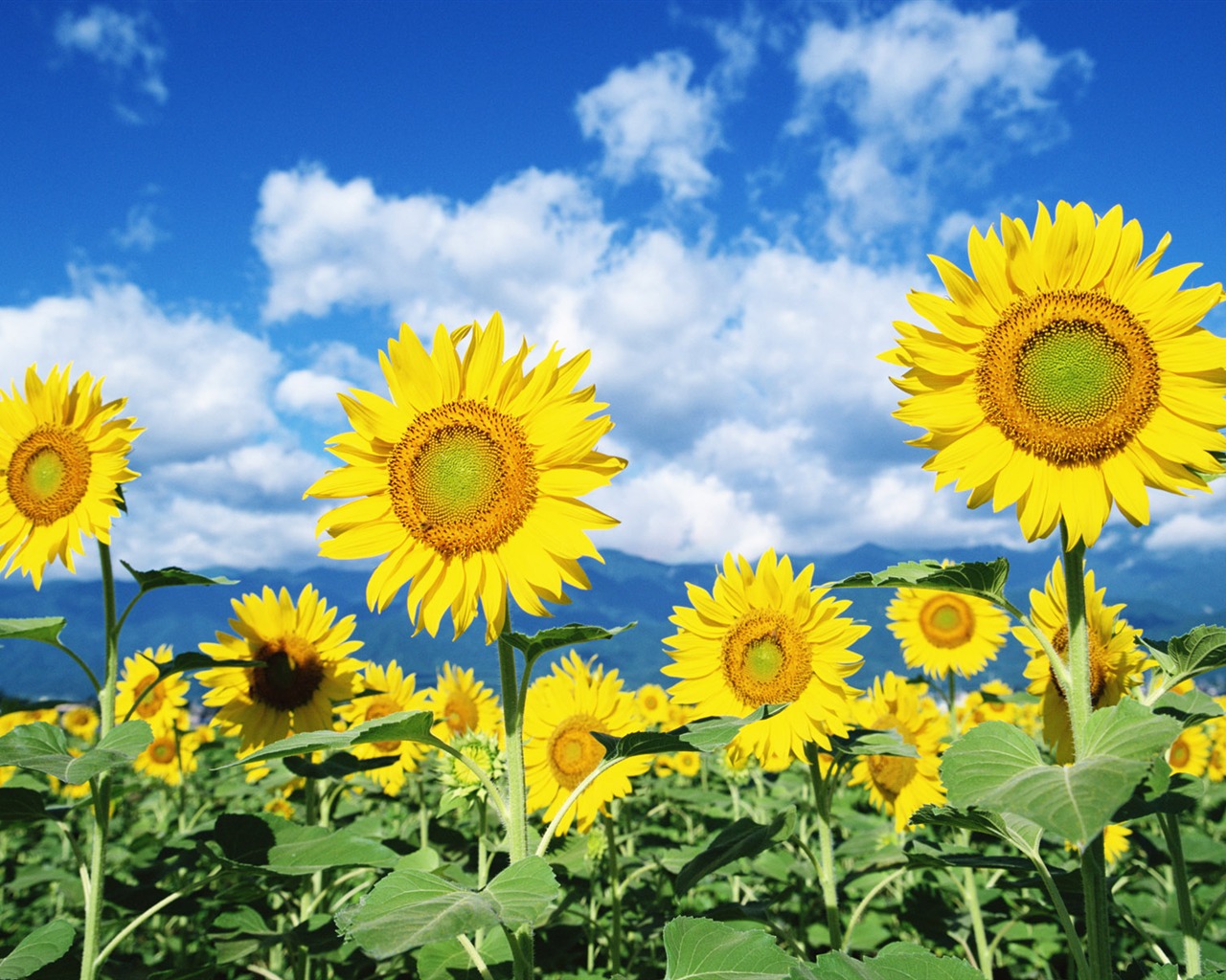 Blauer Himmel Sonnenblume Widescreen Wallpaper #1 - 1280x1024
