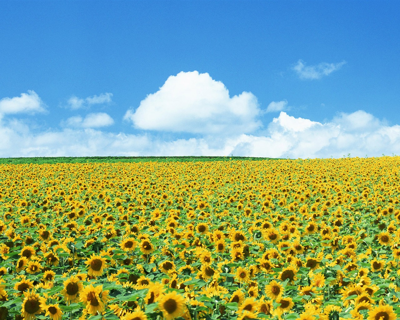 Ciel bleu de tournesol Widescreen Wallpaper #2 - 1280x1024