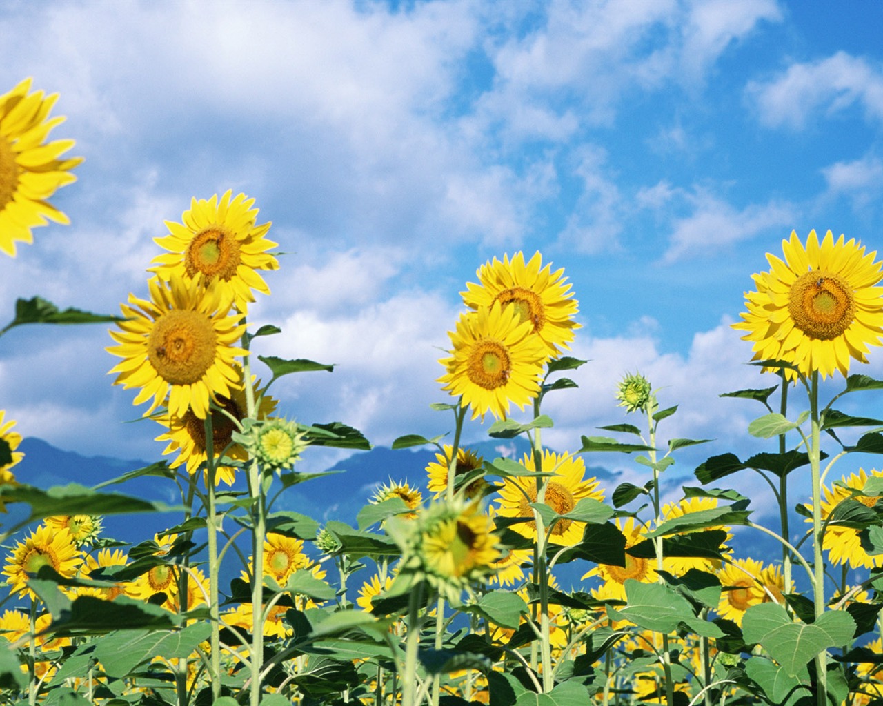 Ciel bleu de tournesol Widescreen Wallpaper #4 - 1280x1024