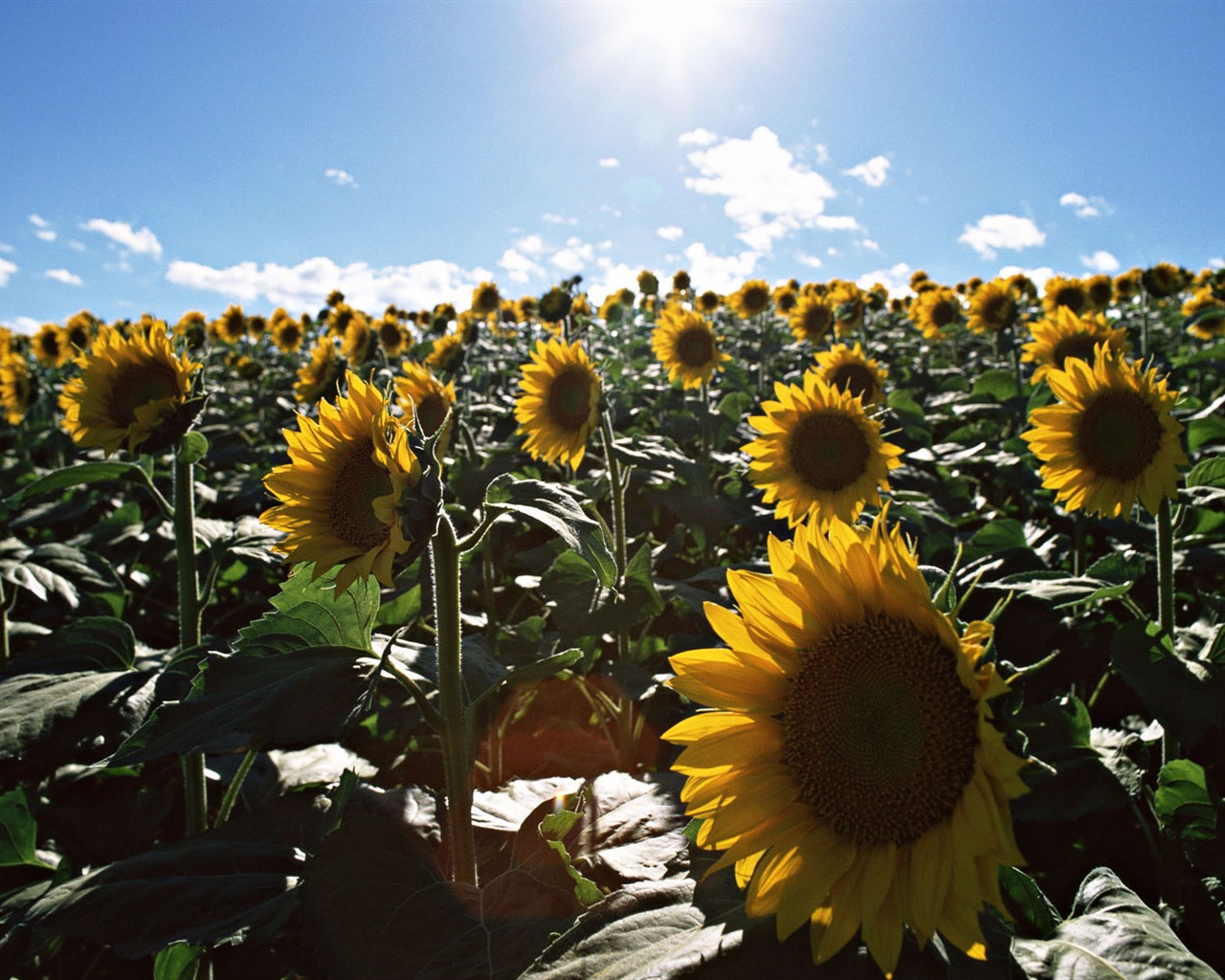 Ciel bleu de tournesol Widescreen Wallpaper #5 - 1280x1024