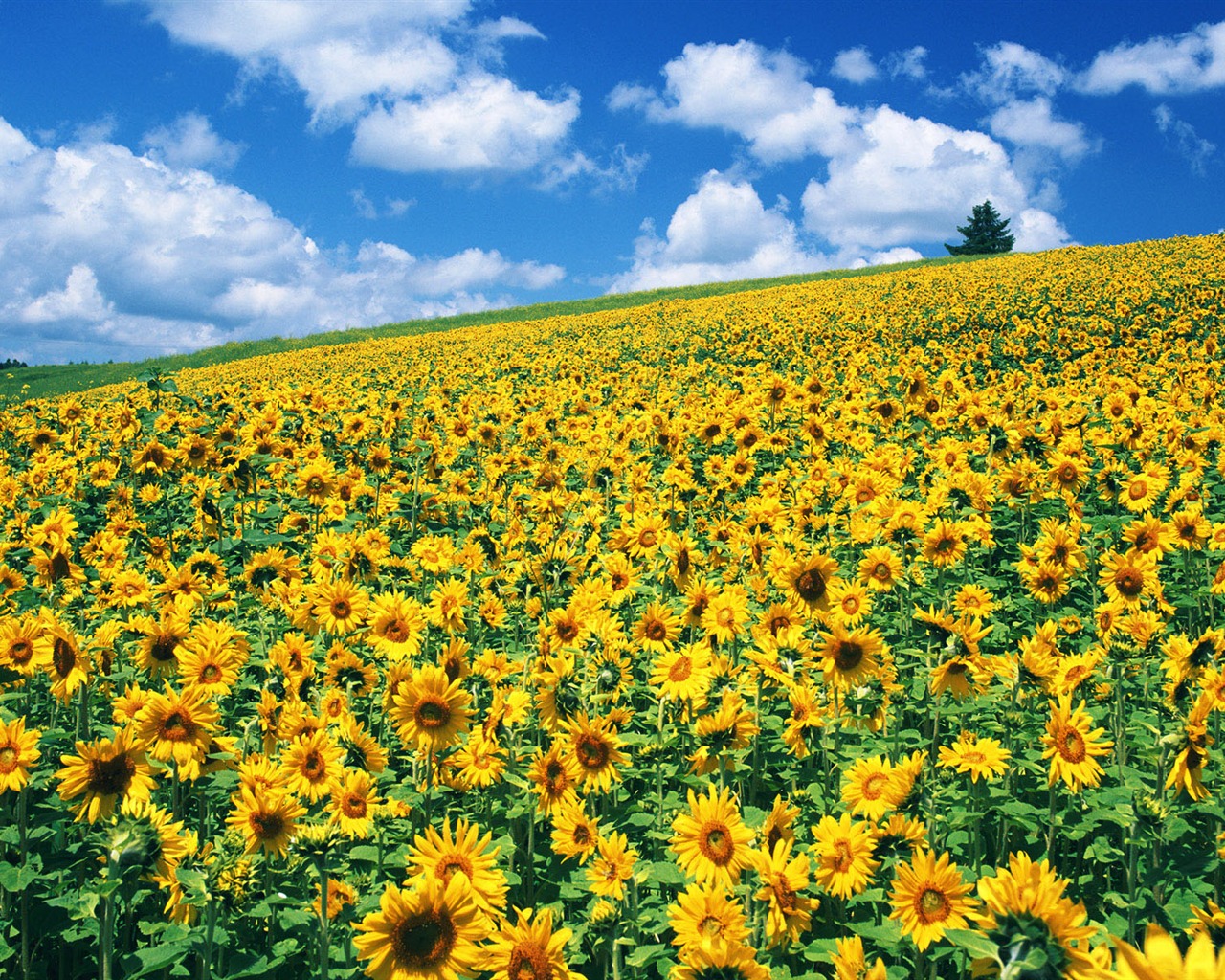 Ciel bleu de tournesol Widescreen Wallpaper #6 - 1280x1024