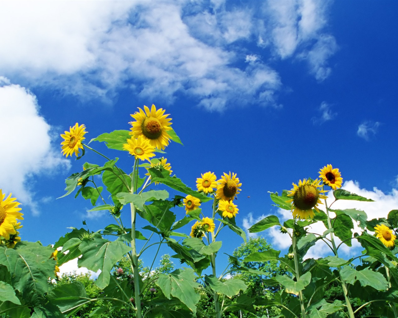 Ciel bleu de tournesol Widescreen Wallpaper #8 - 1280x1024