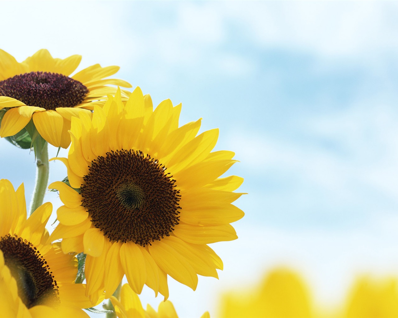 Ciel bleu de tournesol Widescreen Wallpaper #9 - 1280x1024