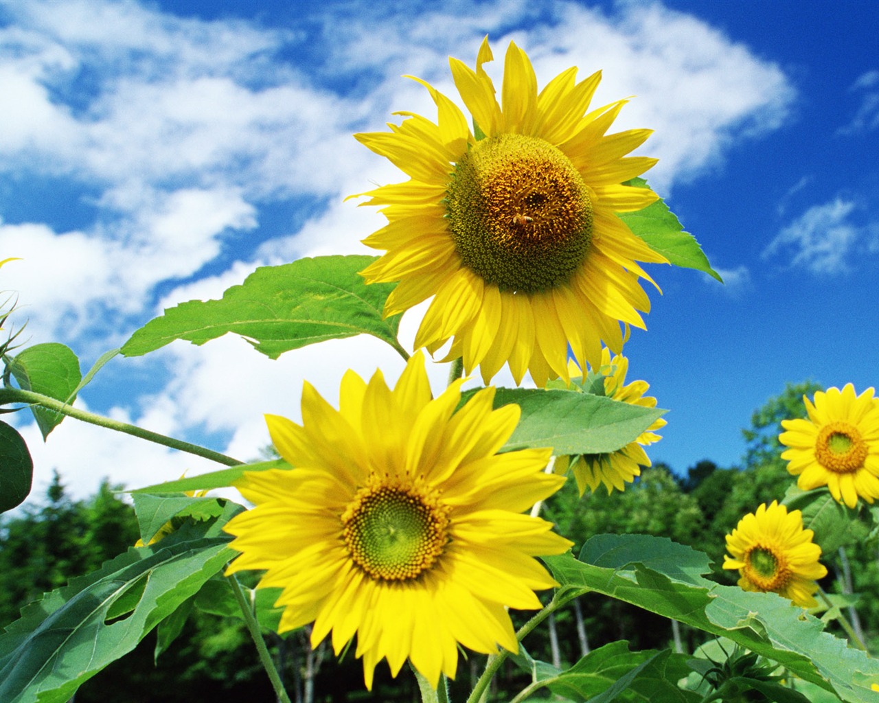 Ciel bleu de tournesol Widescreen Wallpaper #10 - 1280x1024