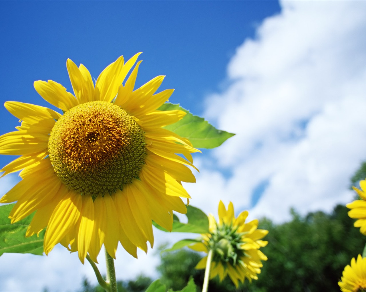 Ciel bleu de tournesol Widescreen Wallpaper #11 - 1280x1024