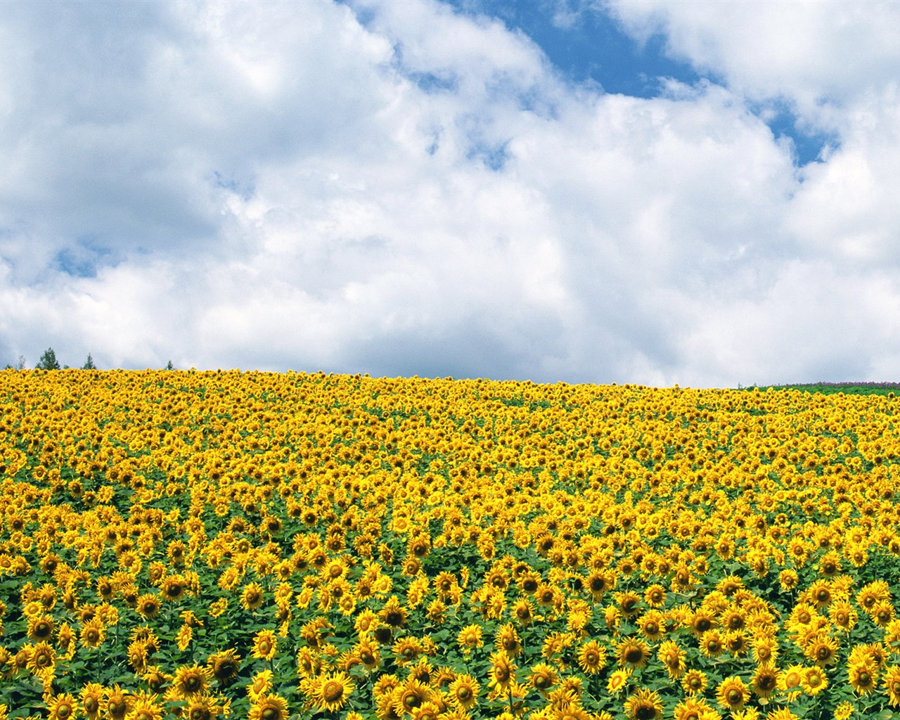 Ciel bleu de tournesol Widescreen Wallpaper #13 - 1280x1024