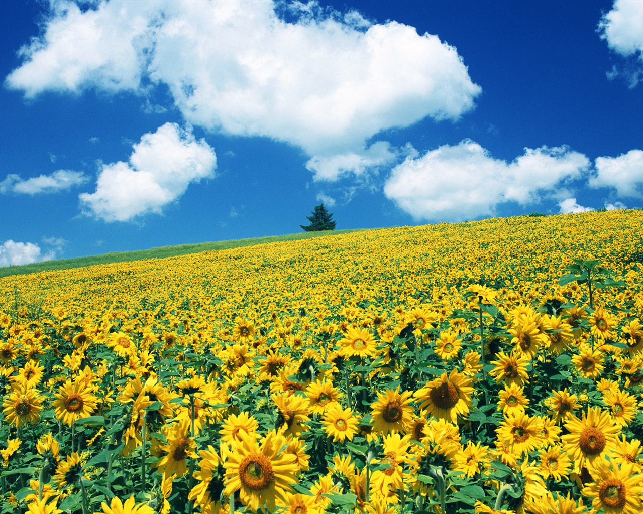 Ciel bleu de tournesol Widescreen Wallpaper #14 - 1280x1024