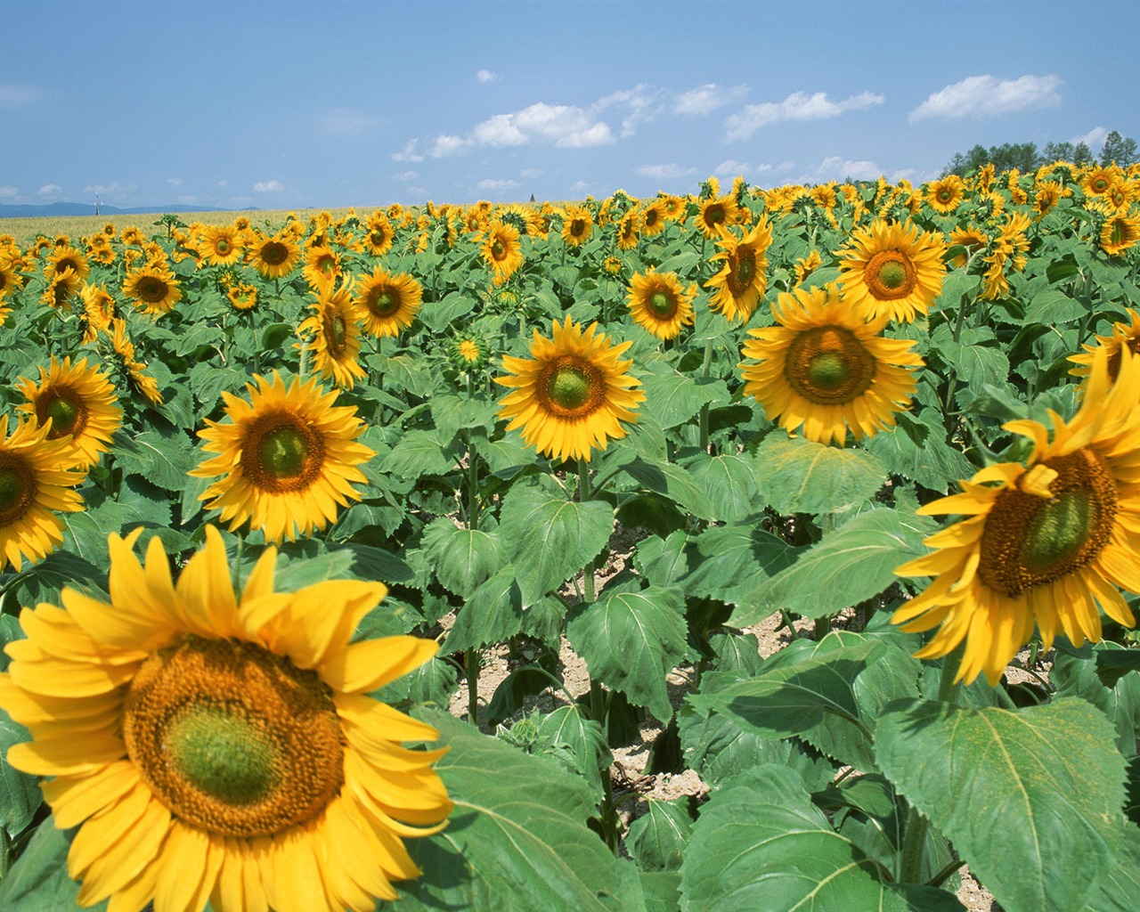 Azul cielo girasol Widescreen Wallpaper #17 - 1280x1024