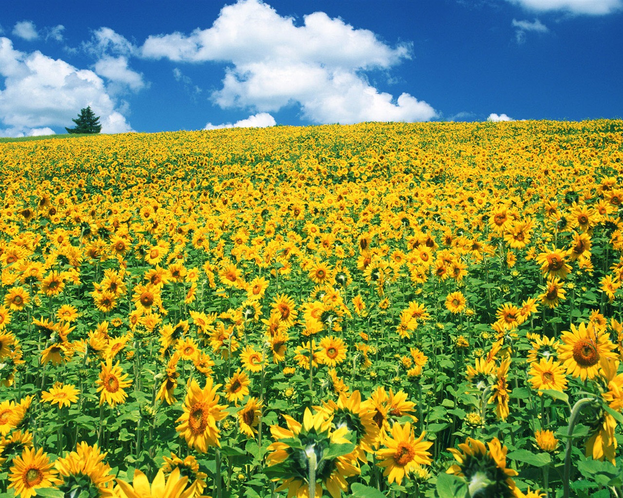 Blauer Himmel Sonnenblume Widescreen Wallpaper #18 - 1280x1024