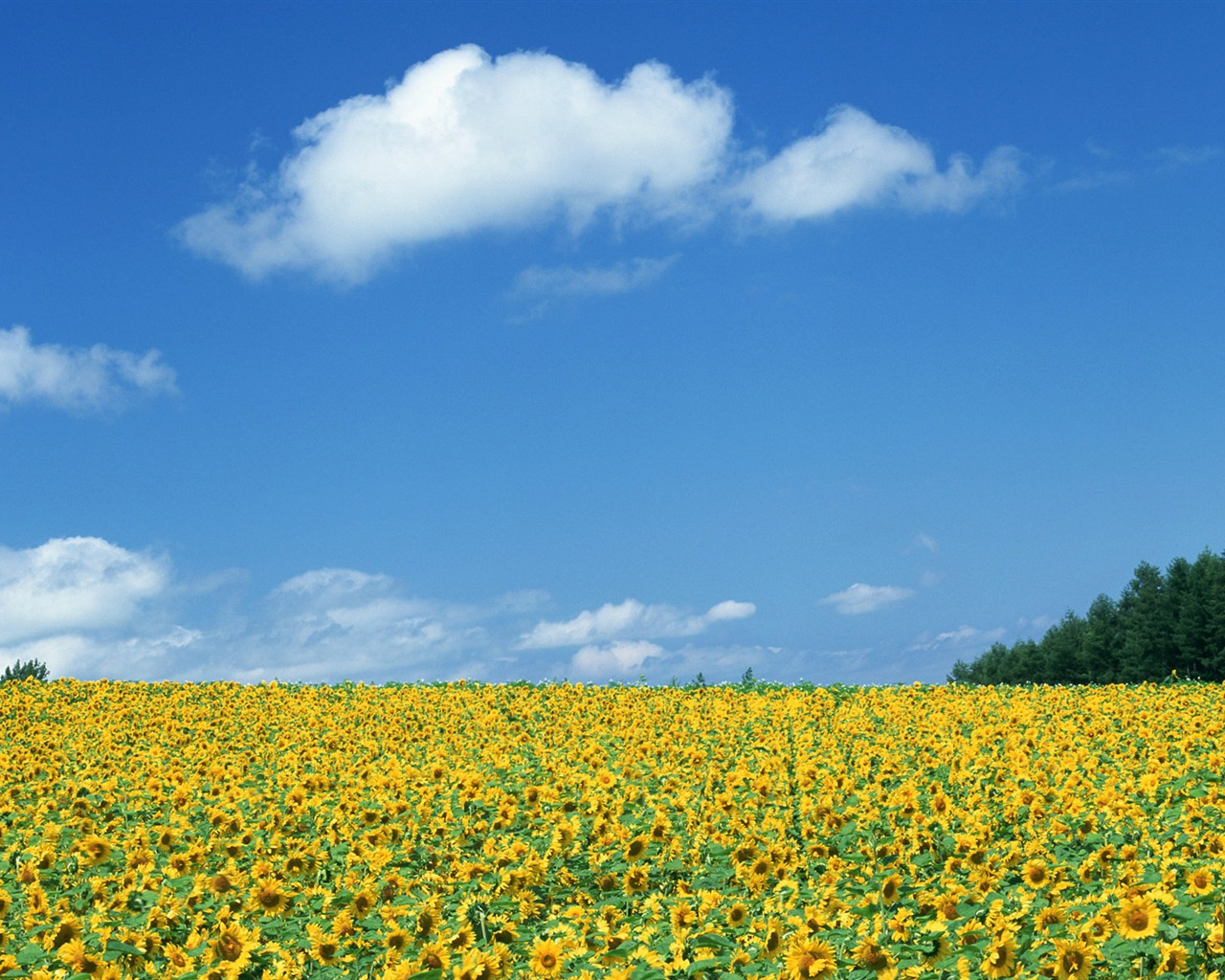 Ciel bleu de tournesol Widescreen Wallpaper #19 - 1280x1024