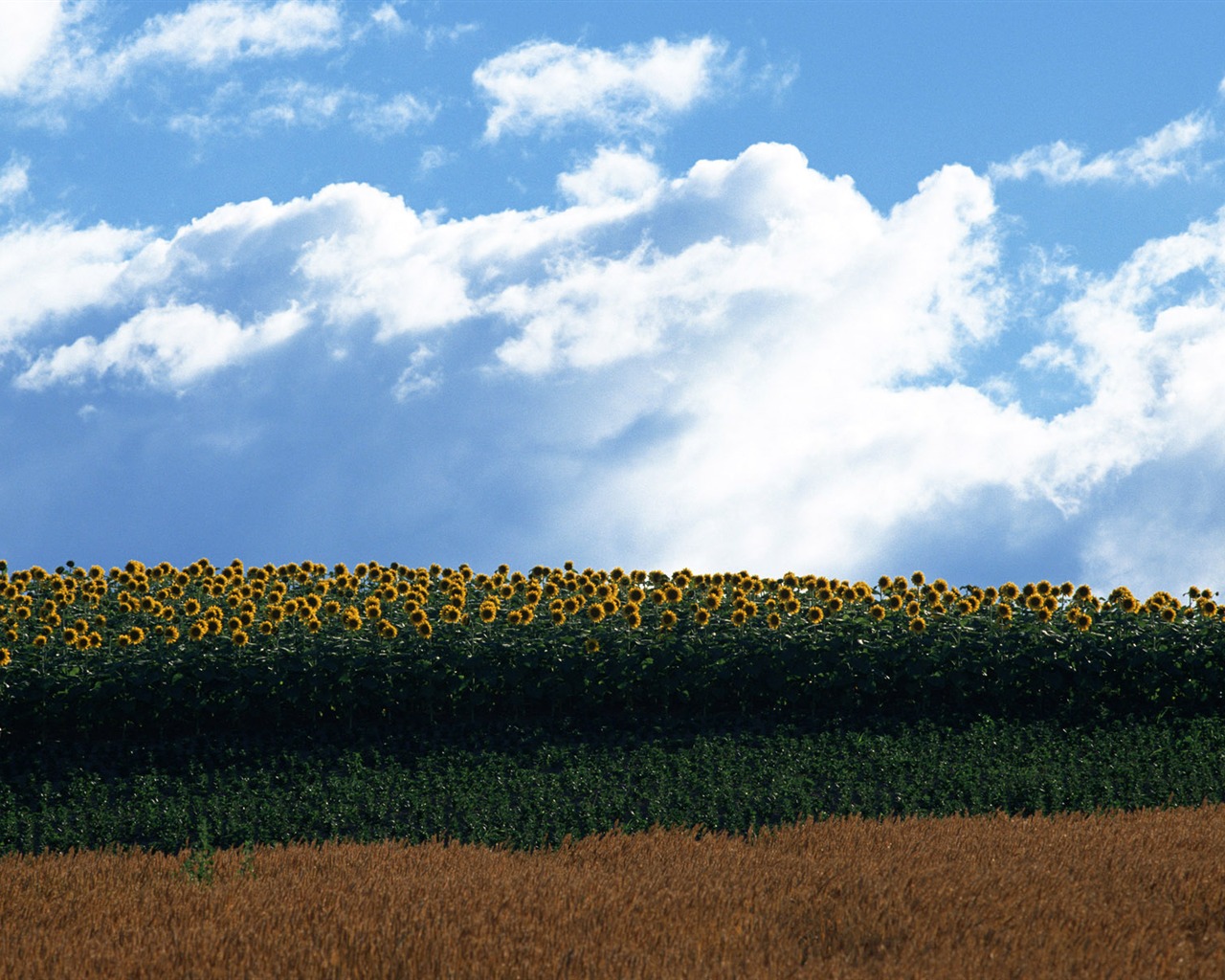 Blue Sky slunečnice širokoúhlý Tapeta #20 - 1280x1024
