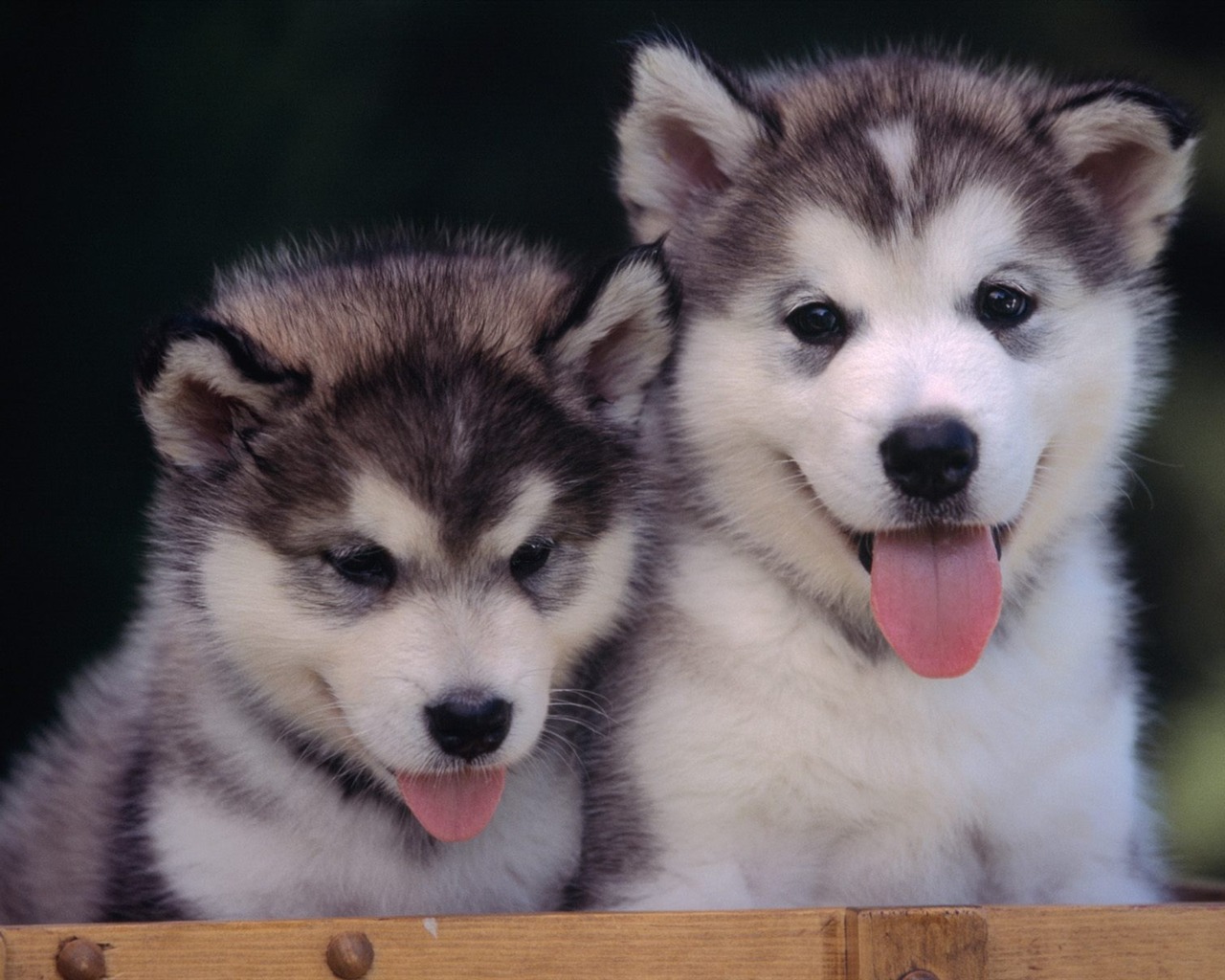 1600 dog photo wallpaper (12) #3 - 1280x1024