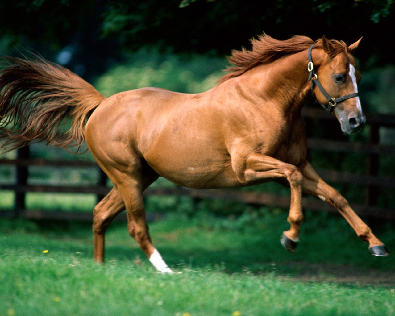 Horse Photo Wallpaper (1) #1 - 1280x1024