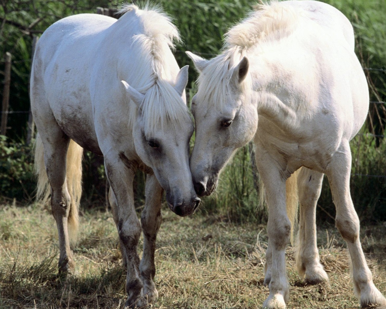 Horse Photo Wallpaper (1) #4 - 1280x1024