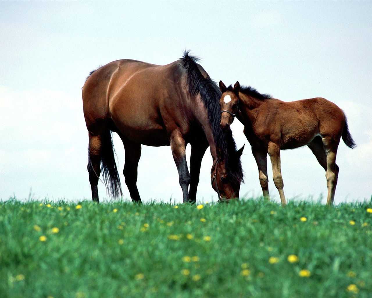 Horse Photo Wallpaper (1) #5 - 1280x1024