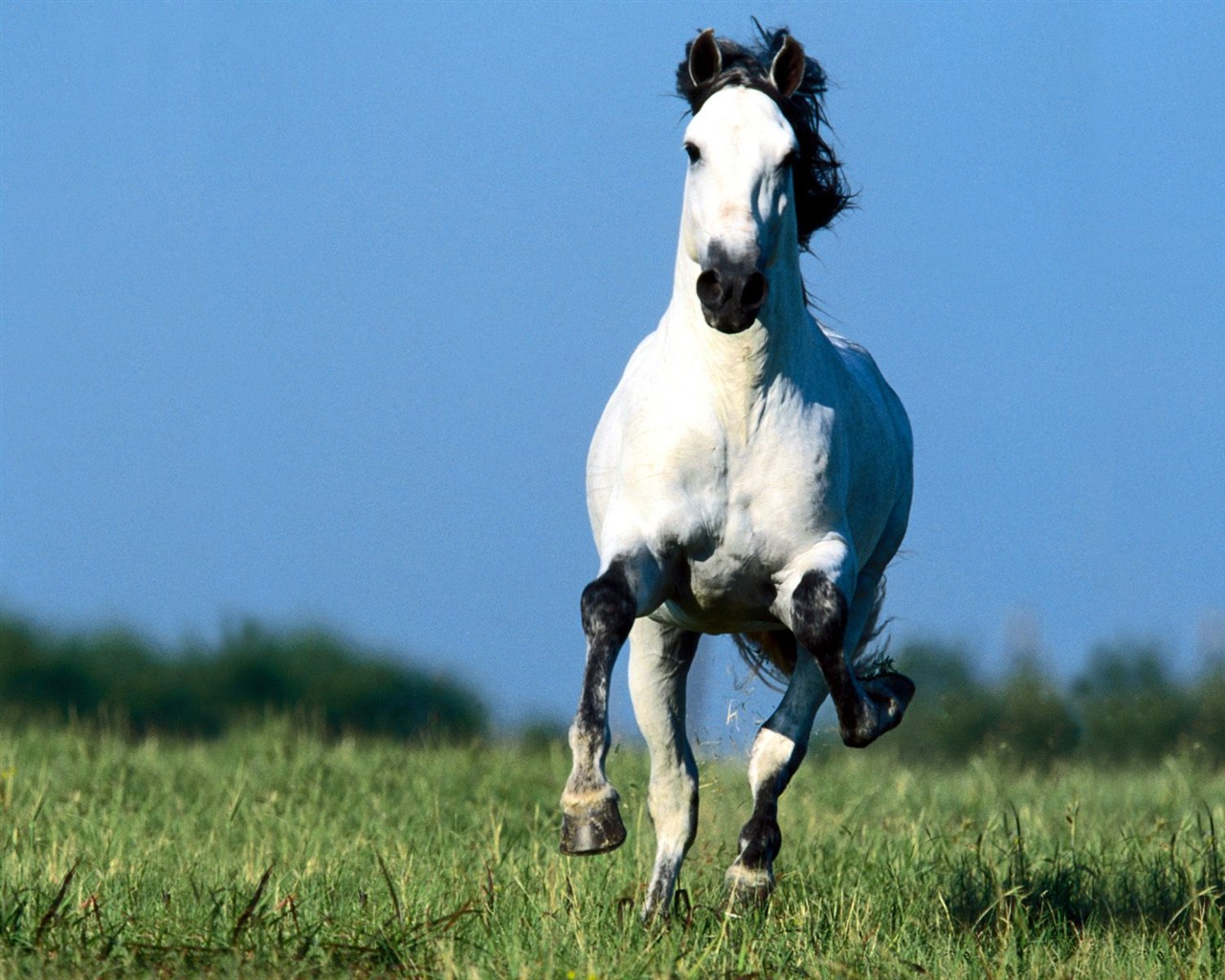 Horse Photo Wallpaper (1) #9 - 1280x1024