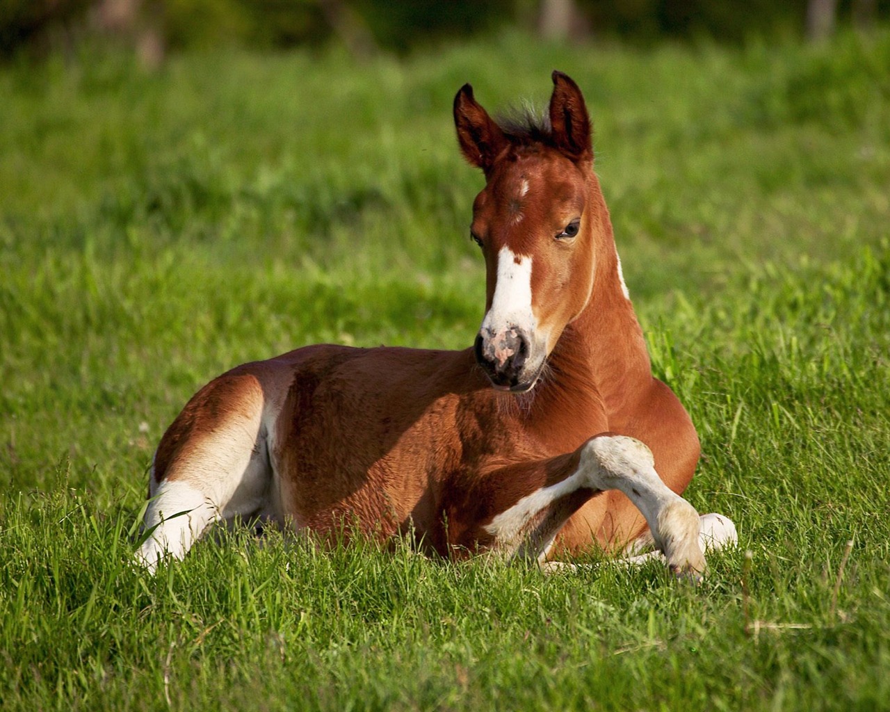 Horse Photo Wallpaper (1) #11 - 1280x1024