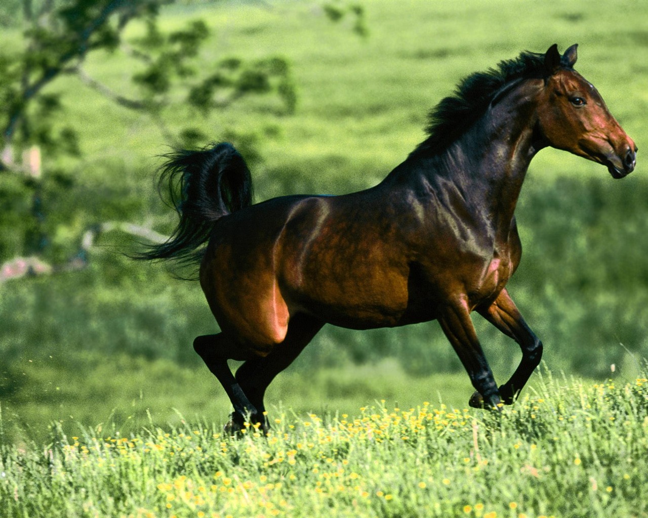 Horse Photo Wallpaper (1) #13 - 1280x1024