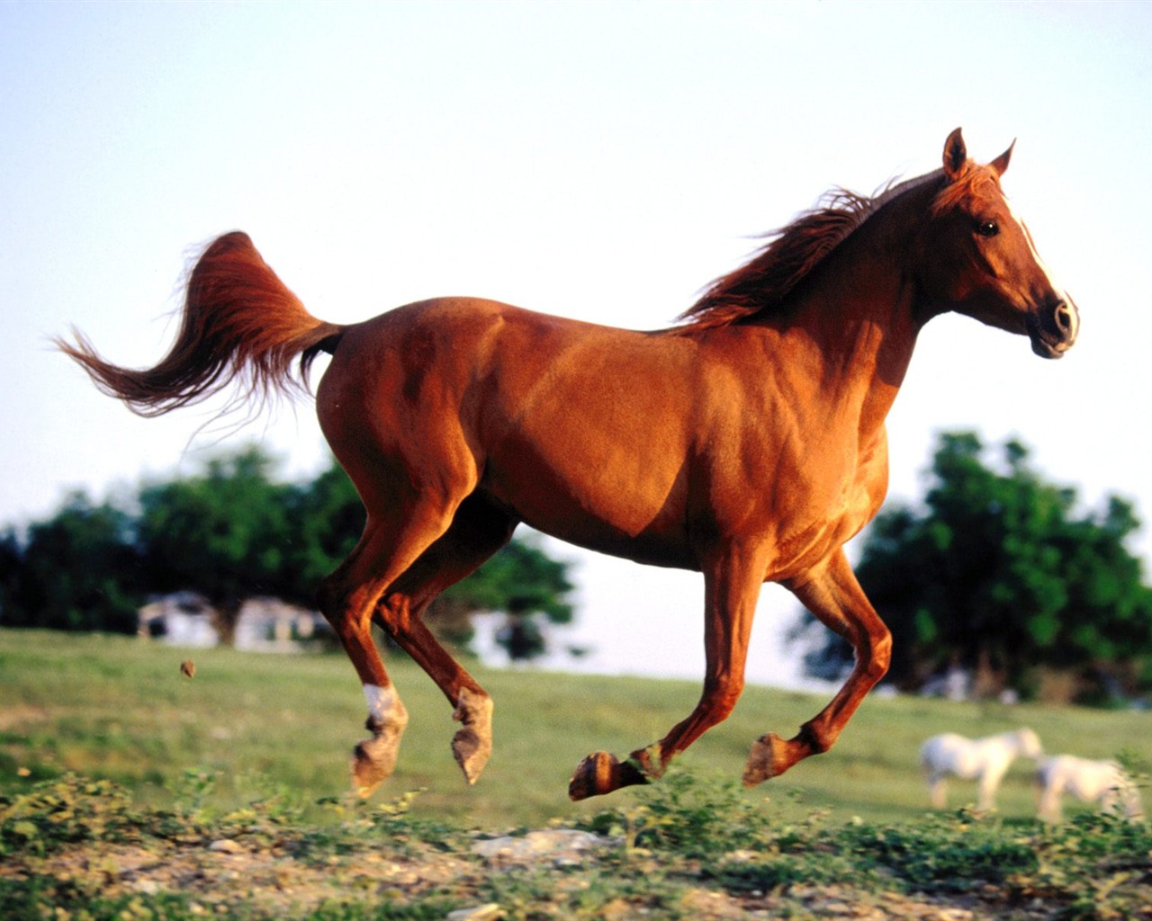 Horse Photo Wallpaper (1) #19 - 1280x1024