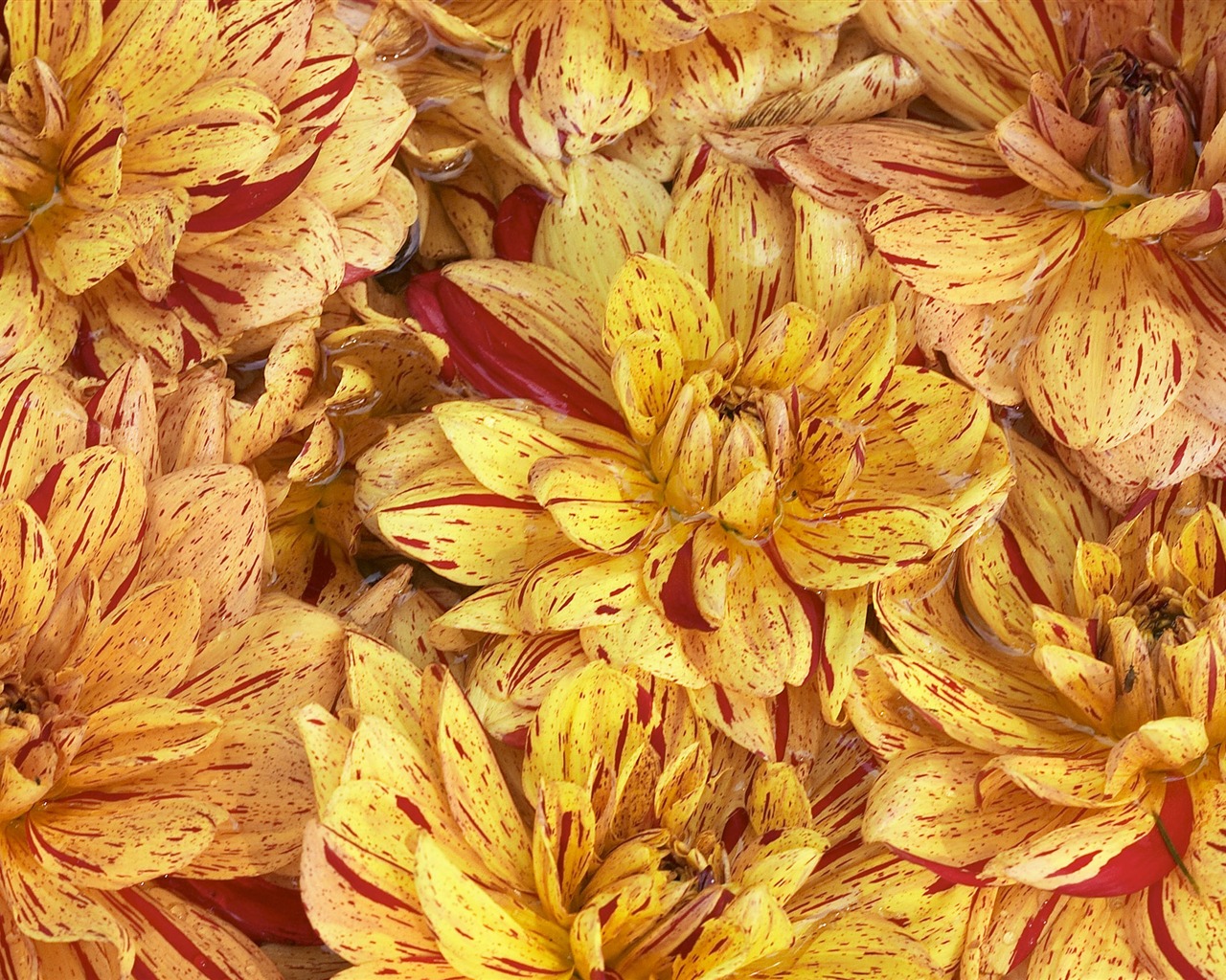 Velký květinový prvek Wallpaper (3) #7 - 1280x1024