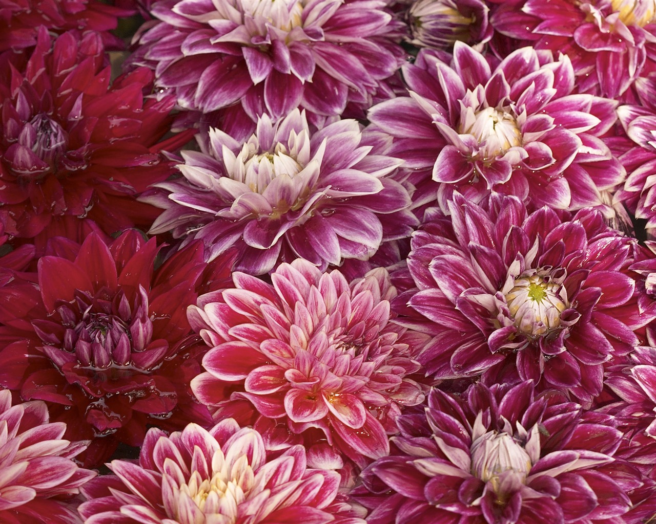 Velký květinový prvek Wallpaper (3) #20 - 1280x1024