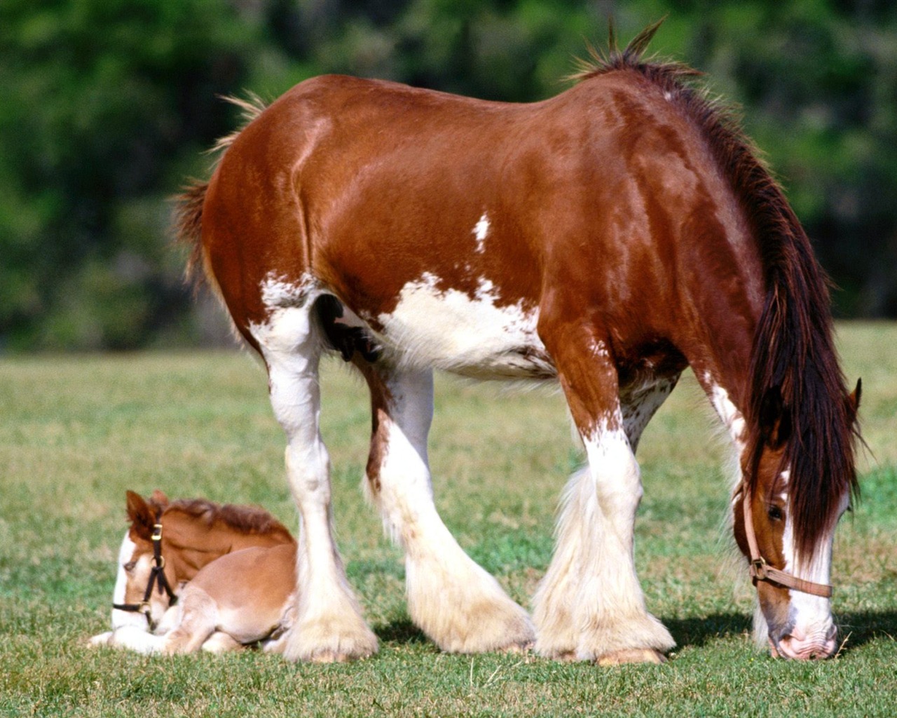 Horse Photo Wallpaper (2) #6 - 1280x1024
