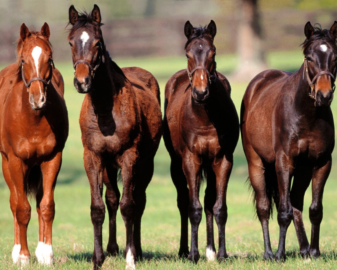 Horse Photo Wallpaper (2) #10 - 1280x1024
