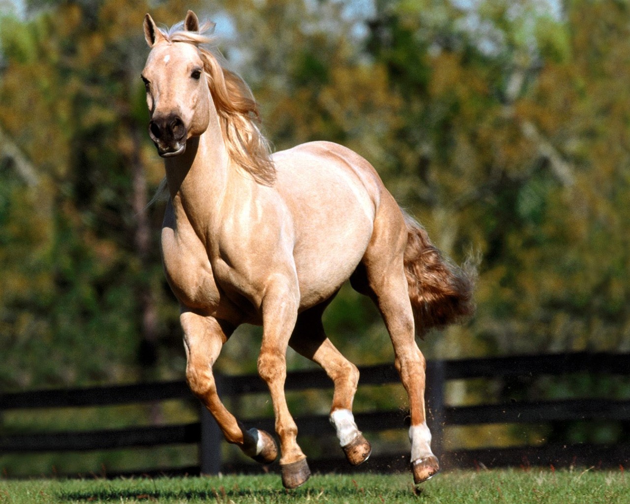 Horse Photo Wallpaper (2) #15 - 1280x1024